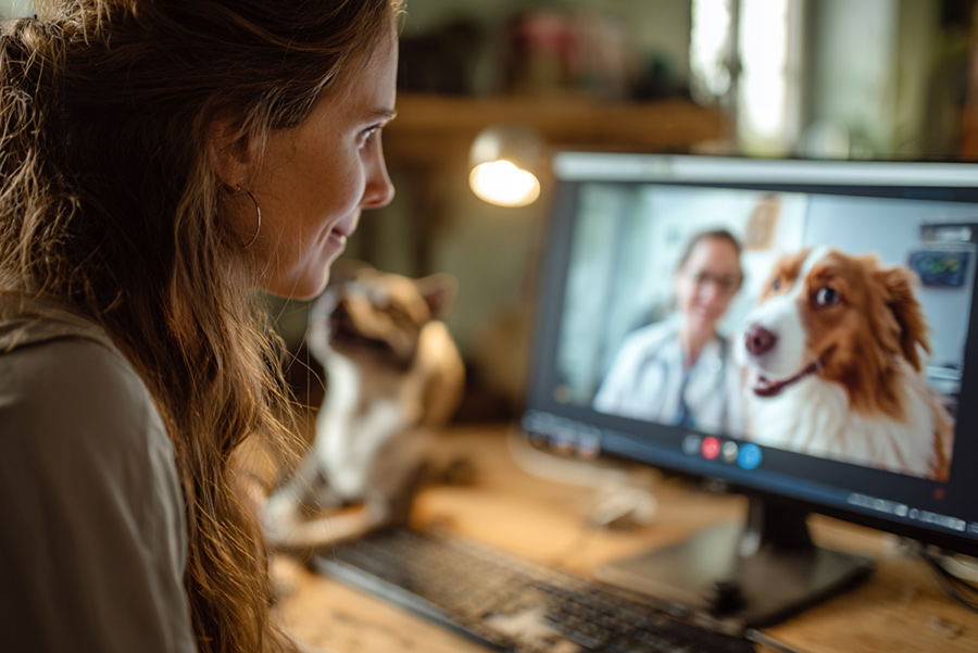 Coordinate - I work with you, your veterinarian, and any holistic partners to design a plan that fits your lifestyle and budget. My goal is to bridge the gap between natural and conventional care for the best results.